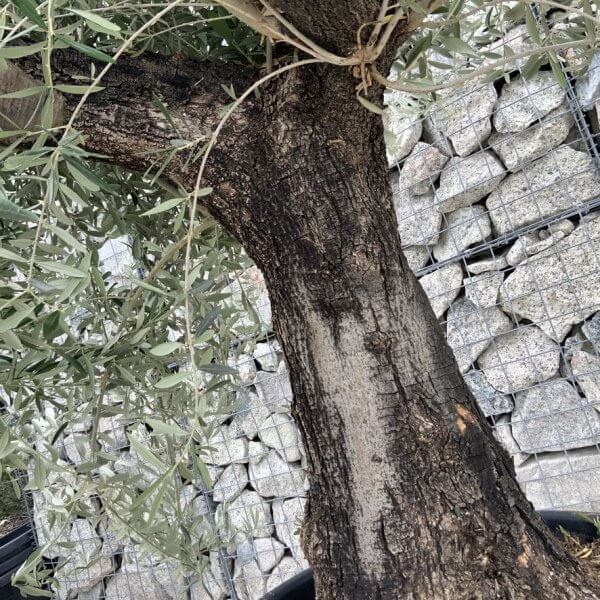 Gnarled Olive Tree J761 - Image 3