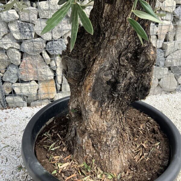Gnarled Olive Tree J750 - Image 3
