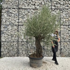 Gnarled Olive Tree J735
