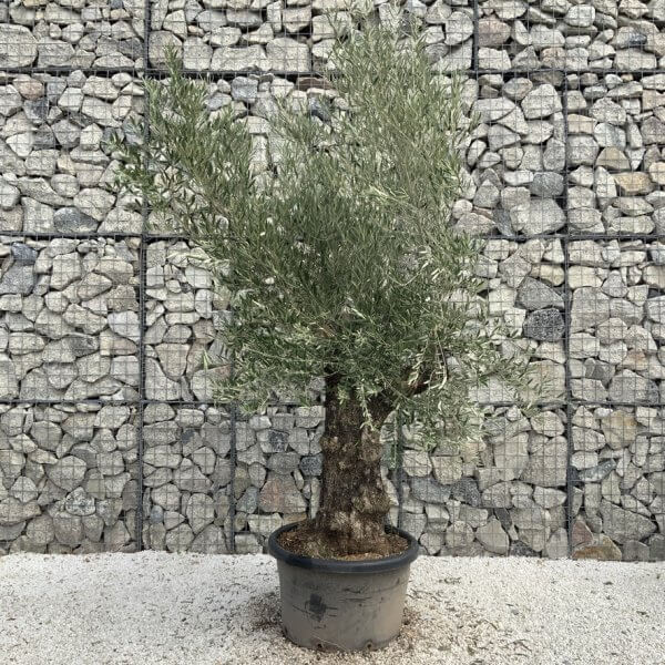 Gnarled Olive Tree J747 - Image 2