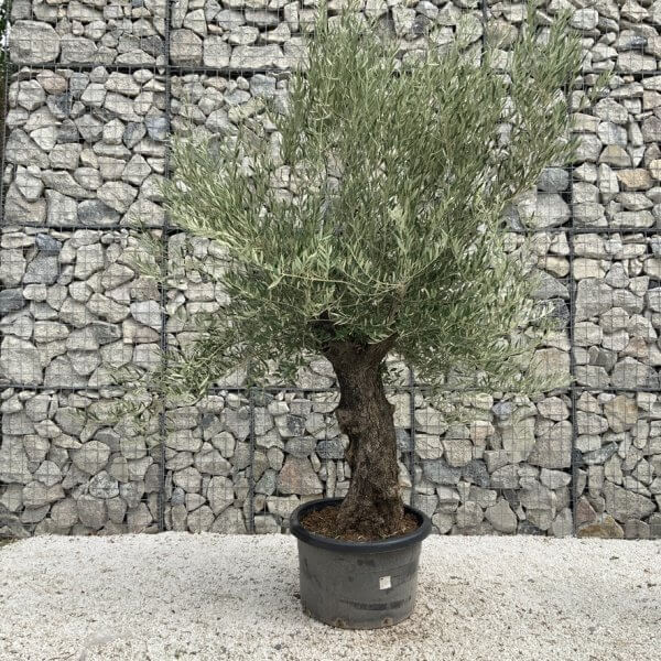Gnarled Olive Tree J672 - Image 2