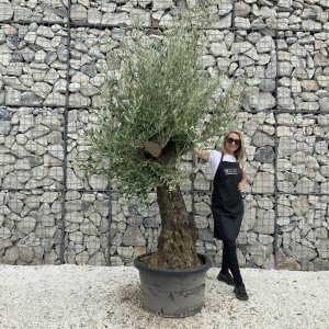 Gnarled Olive Tree J754
