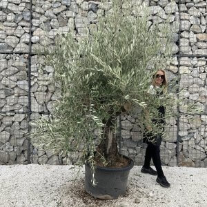 Gnarled Olive Tree J761