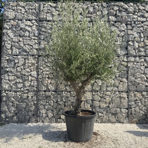 Olive Tree Tuscan Multi Stem Chunky Trunk J780 - Image 2
