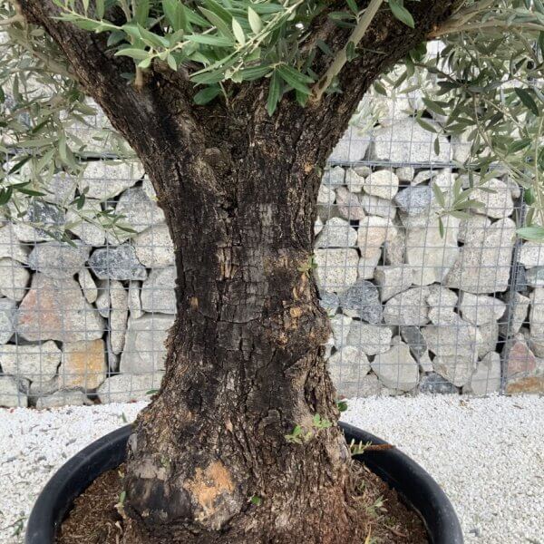 Gnarled Olive Tree J703 - Image 3