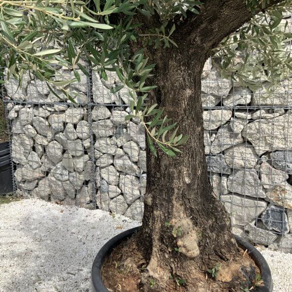 Gnarled Olive Tree J749 - Image 3