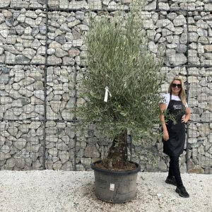 Gnarled Olive Tree J757