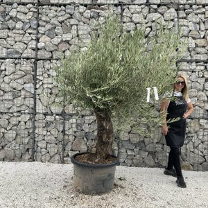 Gnarled Olive Tree J722