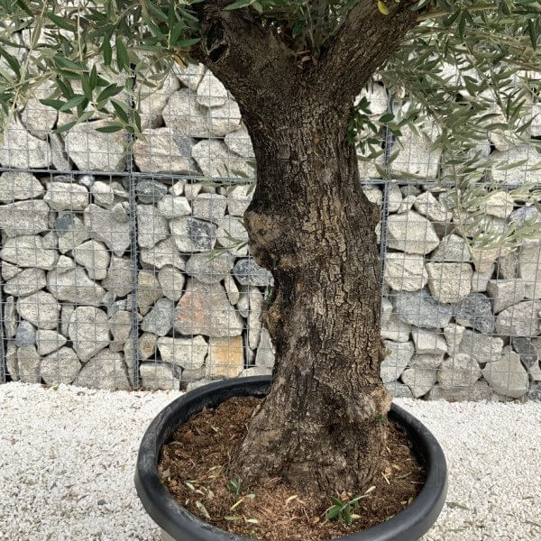 Gnarled Olive Tree J672 - Image 3