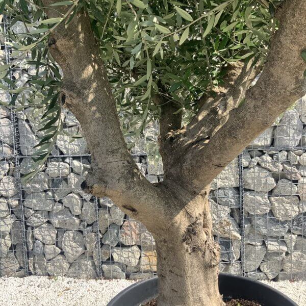 Olive Tree Tuscan Multi Stem Chunky Trunk J772 - Image 3