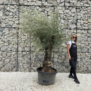 Gnarled Olive Tree J684