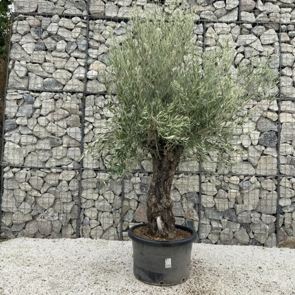 Gnarled Olive Tree J663 - Image 2