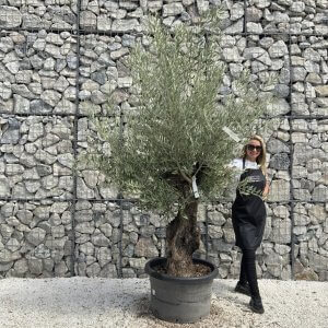 Gnarled Olive Tree J750