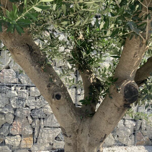 Olive Tree Tuscan Multi Stem Chunky Trunk J773 - Image 3