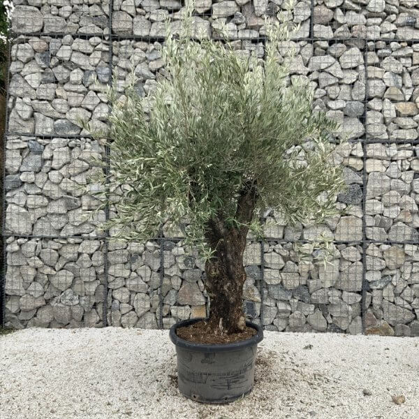 Gnarled Olive Tree J764 - Image 2