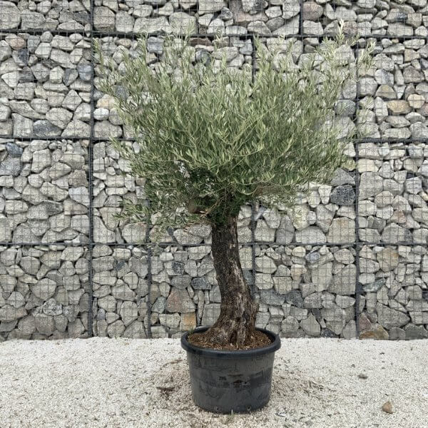 Gnarled Olive Tree J765 - Image 2