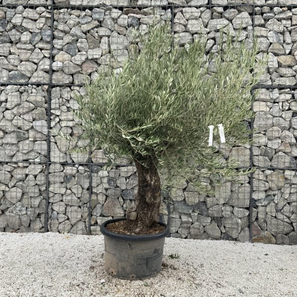 Gnarled Olive Tree J722 - Image 2