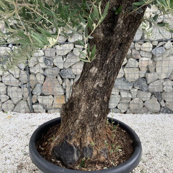 Gnarled Olive Tree J710 - Image 3