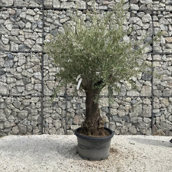 Gnarled Olive Tree J737 - Image 2