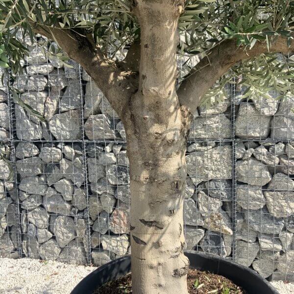 Olive Tree Tuscan Multi Stem Chunky Trunk J770 - Image 3