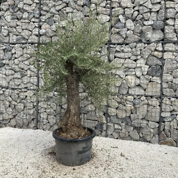 Gnarled Olive Tree J740 - Image 2