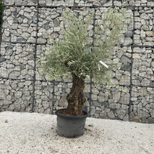 Gnarled Olive Tree J723 - Image 2