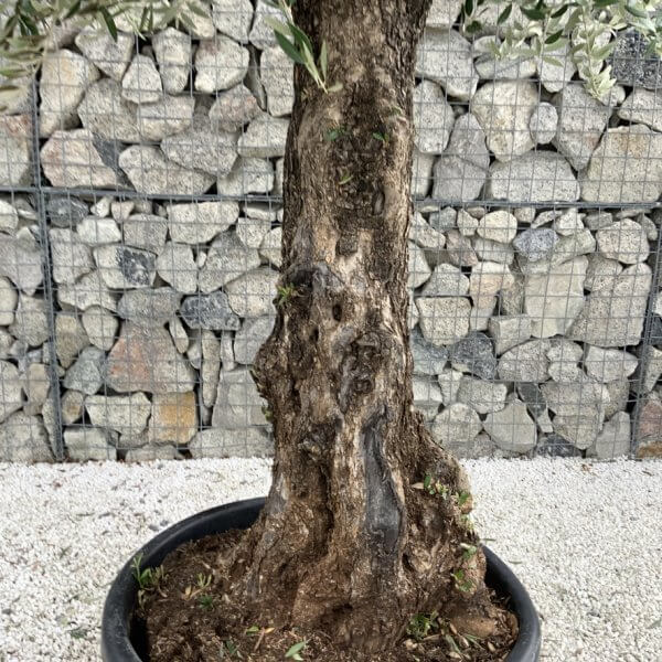 Gnarled Olive Tree J713 - Image 3
