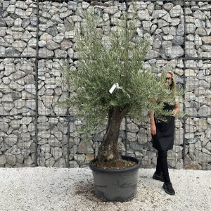 Gnarled Olive Tree J746
