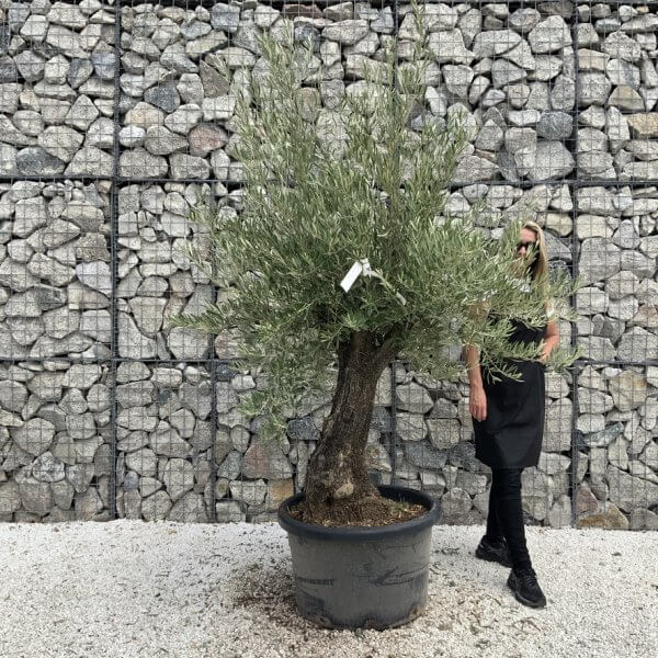 Gnarled Olive Tree J746