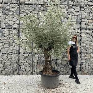 Gnarled Olive Tree J724