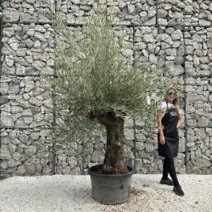 Gnarled Olive Tree J733