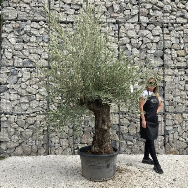 Gnarled Olive Tree J733