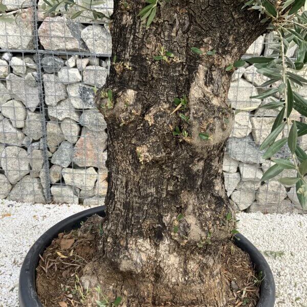 Gnarled Olive Tree J747 - Image 3