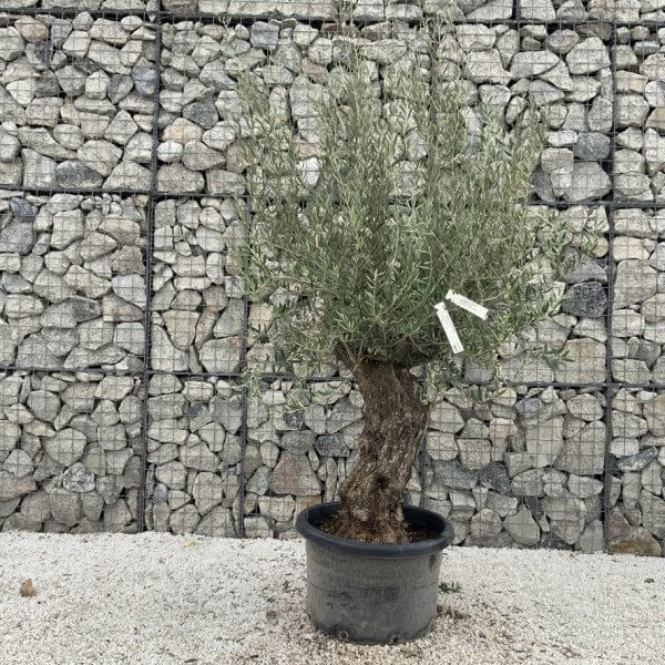 Gnarled Olive Tree J718 - Image 2
