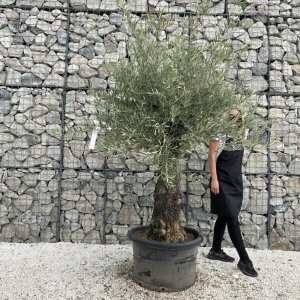 Gnarled Olive Tree J758