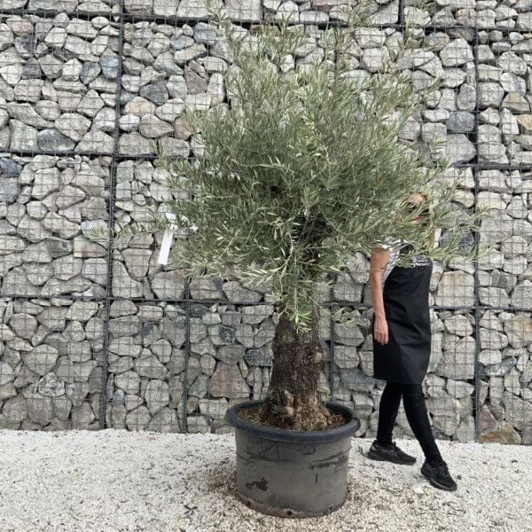Gnarled Olive Tree J758