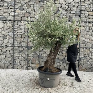 Gnarled Olive Tree J710