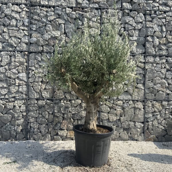 Olive Tree Tuscan Multi Stem Chunky Trunk J778 - Image 2