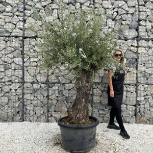 Gnarled Olive Tree J741