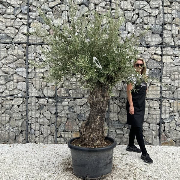 Gnarled Olive Tree J741