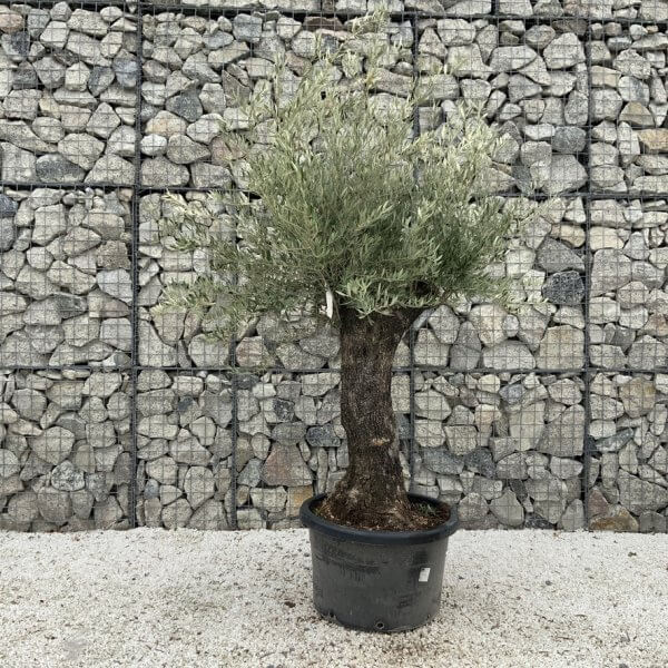 Gnarled Olive Tree J664 - Image 2