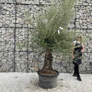 Gnarled Olive Tree J706