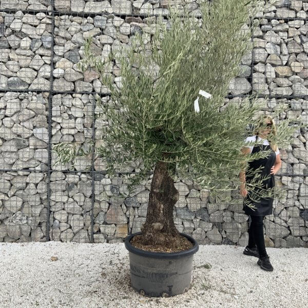 Gnarled Olive Tree J706