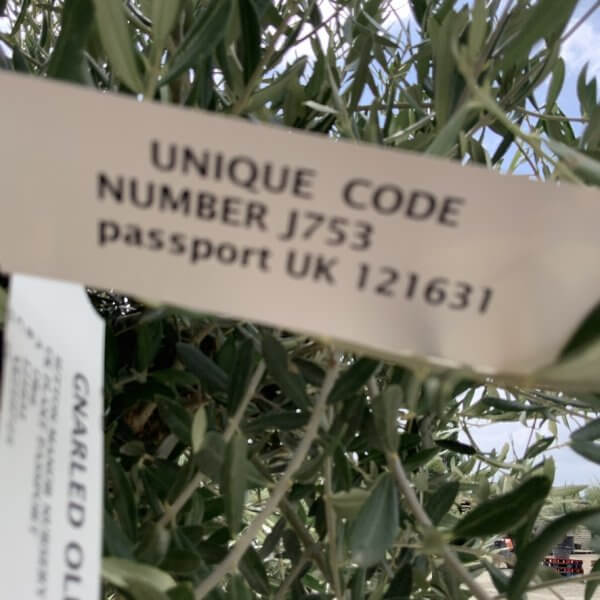 Gnarled Olive Tree J753 - Image 4