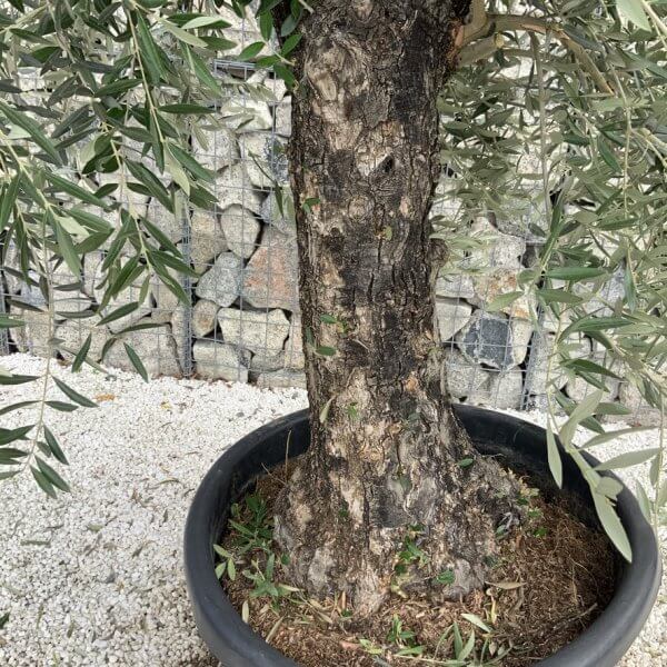 Gnarled Olive Tree J744 - Image 3