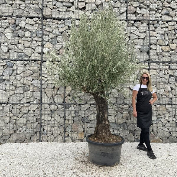 Gnarled Olive Tree J688