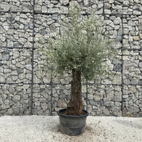 Gnarled Olive Tree J753 - Image 2