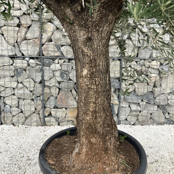 Gnarled Olive Tree J678 - Image 3