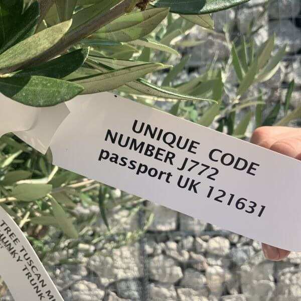 Olive Tree Tuscan Multi Stem Chunky Trunk J772 - Image 4