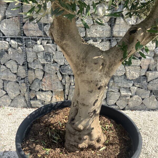Olive Tree Tuscan Multi Stem Chunky Trunk J767 - Image 3
